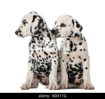 Two Dalmatian puppies sitting in front of a white background Stock Photo