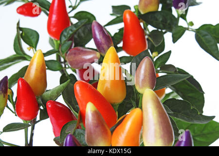 Mini chili tree bush. Purple yellow red orange color chilies. Colorful chili plant closeup. Stock Photo