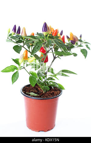 Mini chili tree bush. Purple yellow red orange color chilies. Colorful chili plant closeup. Stock Photo