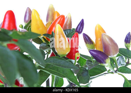 Mini chili tree bush. Purple yellow red orange color chilies. Colorful chili plant closeup. Stock Photo