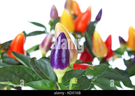 Mini chili tree bush. Purple yellow red orange color chilies. Colorful chili plant closeup. Stock Photo