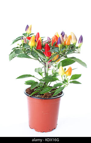 Mini chili tree bush. Purple yellow red orange color chilies. Colorful chili plant closeup. Stock Photo