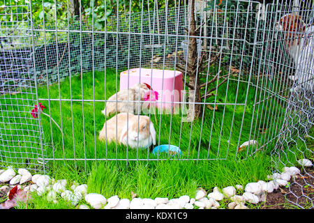Cute pet rabbit outdoor playground. Cage coop hutch. Lop eared rabbits bunny pets play in the garden. Cute bunnies outdoor photo illustration. Animal Stock Photo