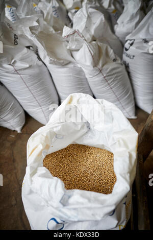 Robinsons Brewery in Stockport brew the first production of LionHeart for Brookfield Brewery  Malt Cereal grain Stock Photo