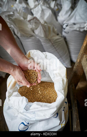 Robinsons Brewery in Stockport brew the first production of LionHeart for Brookfield Brewery  Malt Cereal grain Stock Photo
