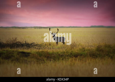 fallow deer stag on meadow at dawn, natural habitat ( Dama ) Stock Photo