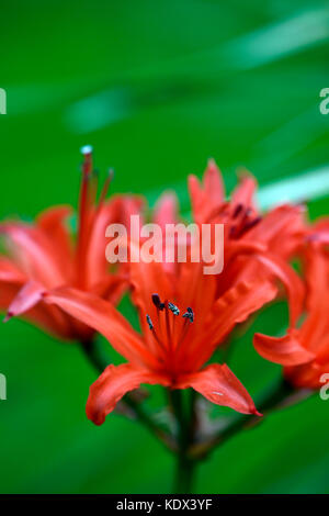 nerine sarniensis,  Guernsey lily, Jersey lily, tender, flowering, bulb, flowers, red, autumn, autumnal, Western Cape, RM Floral Stock Photo