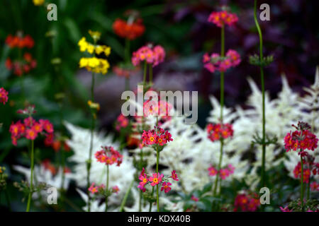 Astilbe chinensis, primula japonica, false goatsbeard, wood, woodland, shade, shady, shaded, perennial, perennials, plant portraits, closeup, white, p Stock Photo