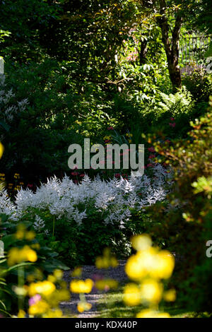 Astilbe chinensis, primula japonica, false goatsbeard, wood, woodland, shade, shady, shaded, perennial, perennials, plant portraits, closeup, white, p Stock Photo