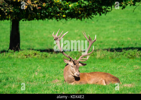 Large Red Deer Stag Resting in Midday Sun Stock Photo