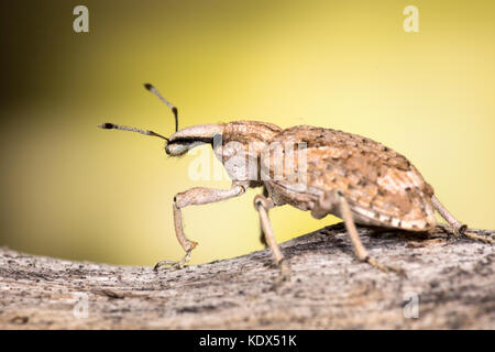 Weevil Beetle macro photograph Stock Photo