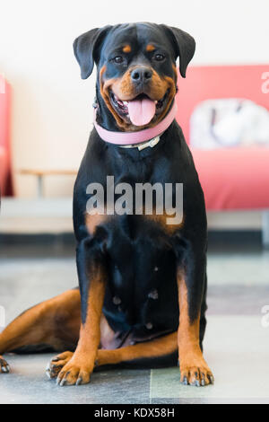 Rottweiler female dog sitting on floor looking to camera Stock Photo