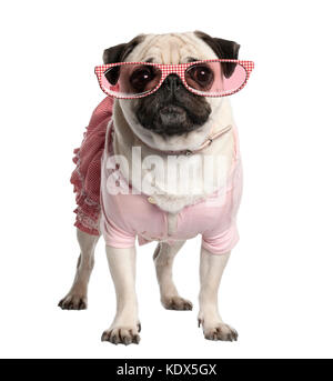 Portrait of dressed up pug wearing glasses, 4 years old, standing in front of white background, studio shot Stock Photo