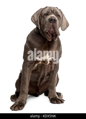 Neapolitan Mastiff puppy, 6 months old, sitting in front of white background Stock Photo