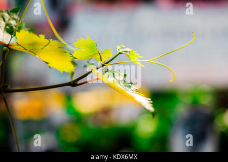 Vegetable, Bunch of Ivy Gourd Leaves Stock Photo