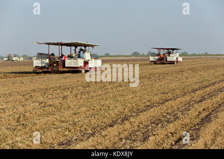 Harvester carrying workers lifting 'Kamote' cultivar of Sweet Potatoes  'Ipomoea batatas', Philippine medicinal herbal plant, John Deere tractor. Stock Photo