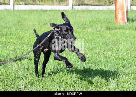 German shorthaired pointer dog playing in a yard Stock Photo