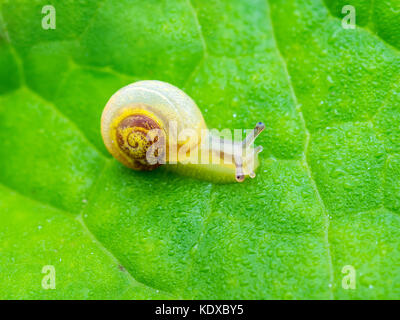 Tiny Snail Crawling on Green Plant Leaf Stock Photo