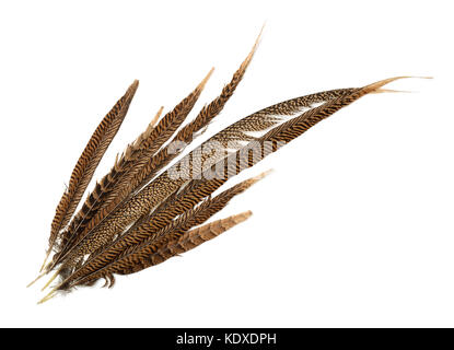 Top view of pheasant tail feathers isolated on white Stock Photo