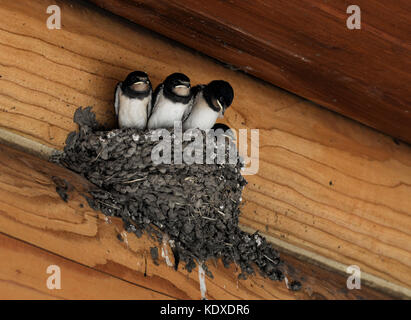 Barn Swallow chicks in the nest under log cottage roof Stock Photo