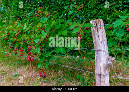 Blackberries in summer cultivated by a local farmer for organic jam in the Orne countryside, Normandy France Stock Photo