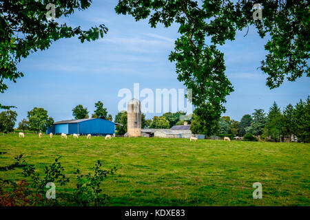 A farm and a herd of Charolais beef in a field of the Orne in summer, Normandy France Stock Photo