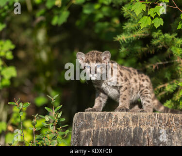 Mountain lion cub at the Triple D Game Farm at 190 Drake Drive in Kalispell, Montana on July 21, 2017 Stock Photo