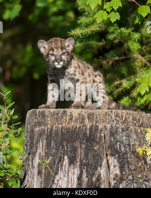 Cute mountain lion cub standing on large tree stump Stock Photo