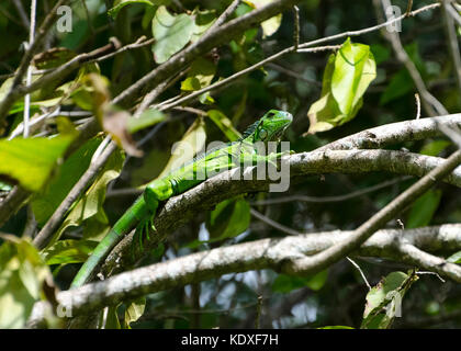 Green Iguana on a branch in the Northern Range Trinidad Stock Photo