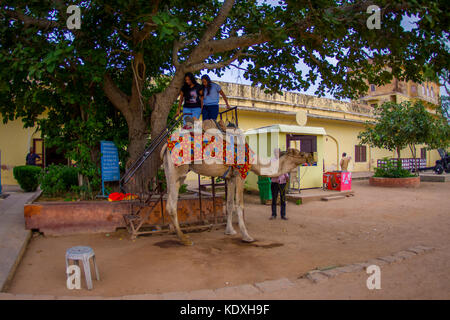 Amer, India - September 21, 2017: Unidentified women riding camels in Jaipur, India. Jaipur is the capital and the largest city of Rajasthan Stock Photo