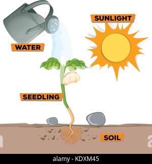 Diagram showing plant growing from water and sunlight illustration Stock Vector