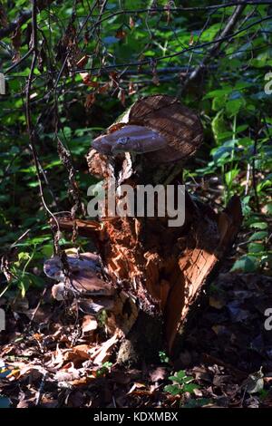 mushroom on an old tree trunk, rural Idyll in Bavaria, colorful autumnal Panorama, moorlands Stock Photo