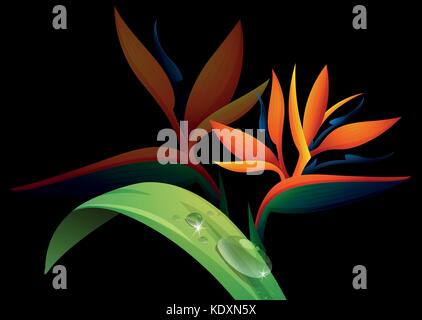 Bird of paradise flower on black background illustration Stock Vector