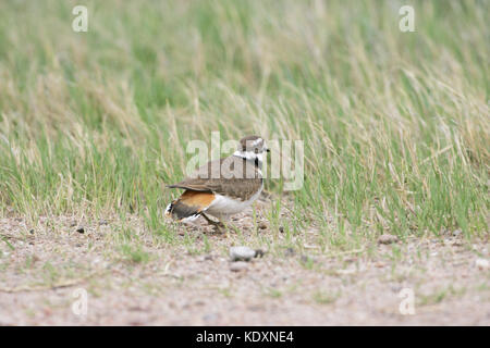 Killdeer Charadrius vociferus adult on grassland Stock Photo
