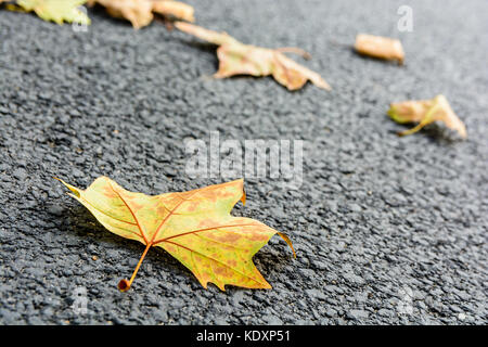 Dry leaves on the road. Close-up view of dead maple leaves lying on an asphalted road with shallow depth of field. Stock Photo