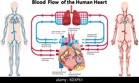 Diagram showing blood flow of the human heart illustration Stock Vector