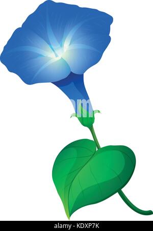 Morning glory flower in blue color illustration Stock Vector