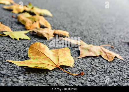 Dry leaves on the road. Close-up view of dead maple leaves lying on an asphalted road with shallow depth of field. Stock Photo