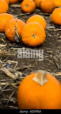 Pumpkin Patch Winter Squash in Connecticut New England USA Halloween