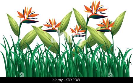 Many bird of paradise flowers in the bush illustration Stock Vector