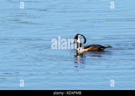 A large white patch on the black crested head of the adult male Hooded Merganser (Lophodytes cucullatus) makes this small diving duck easy to identify. It swims underwater to catch small fish and other prey. The waterbird commonly feeds in freshwater ponds, small lakes and forested rivers. Stock Photo
