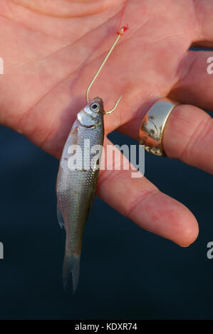 Live minnows used for bass and crappie fishing bait on Lake Sam Rayburn  near Jasper texas Stock Photo - Alamy