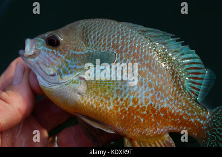 A longear sunfish or perch caught from Sam Rayburn Reservoir near ...