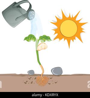 Plant growing from underground illustration Stock Vector
