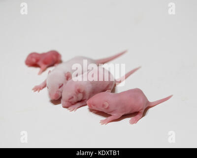 Four mice on light surface pinkies and fuzzies Stock Photo