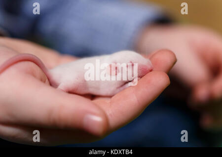 Little newborn mouse with closed eyes on childs hand Stock Photo