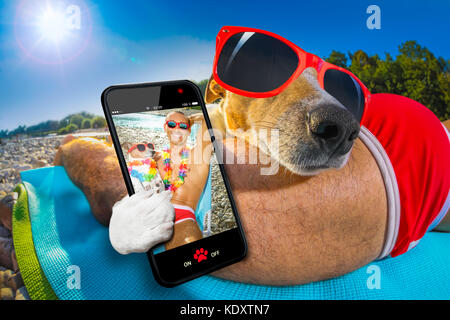 jack russell dog with owner wearing funny fancy red sunglasses, lying on hammock or beach chair lounger together as lovers or friends, on summer vacat Stock Photo