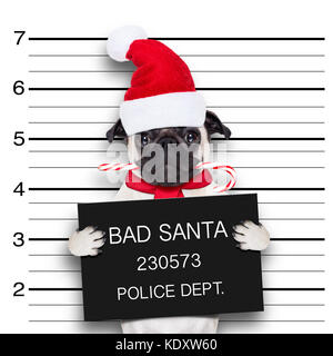 pug dog as santa claus for christmas holidays, caught on mugshot with sugar cane in mouth Stock Photo