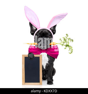 french bulldog dog with   carrot in mouth  and easter  bunny ears ,holding blank blackboard or placard,  isolated on white background Stock Photo