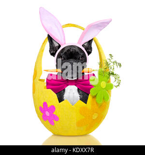 french bulldog dog with  carrot in mouth and easter bunny ears ,inside an easter holiday decorated egg, isolated on white background Stock Photo